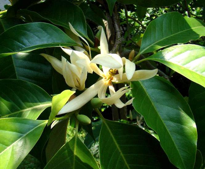 白蘭花葉 Tcm Wiki